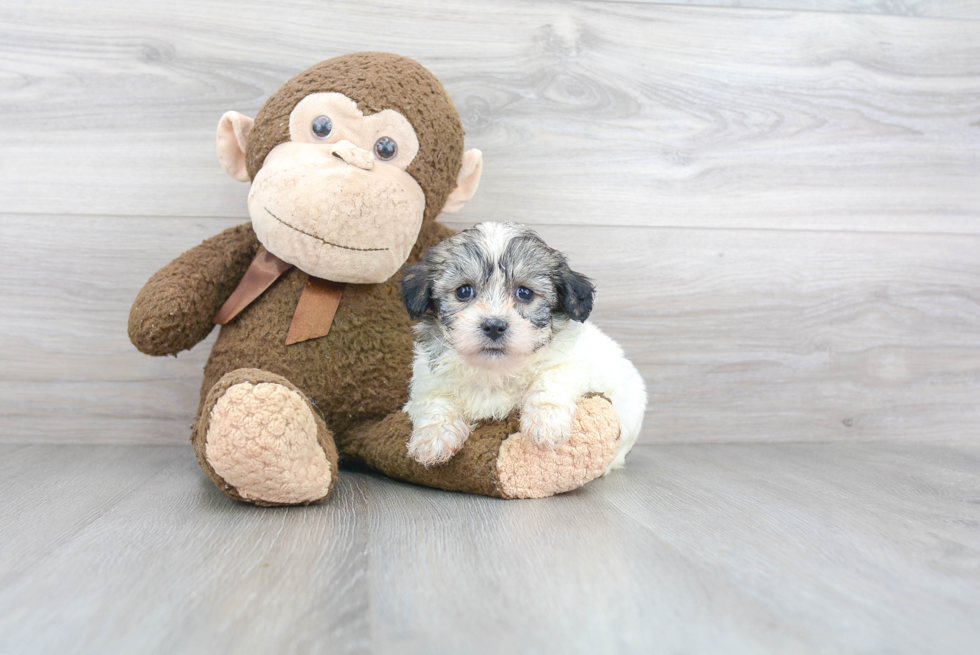 Teddy Bear Pup Being Cute