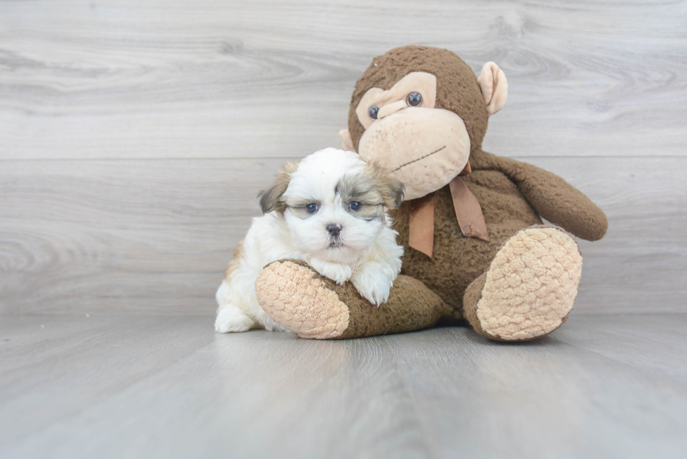 Popular Teddy Bear Designer Pup