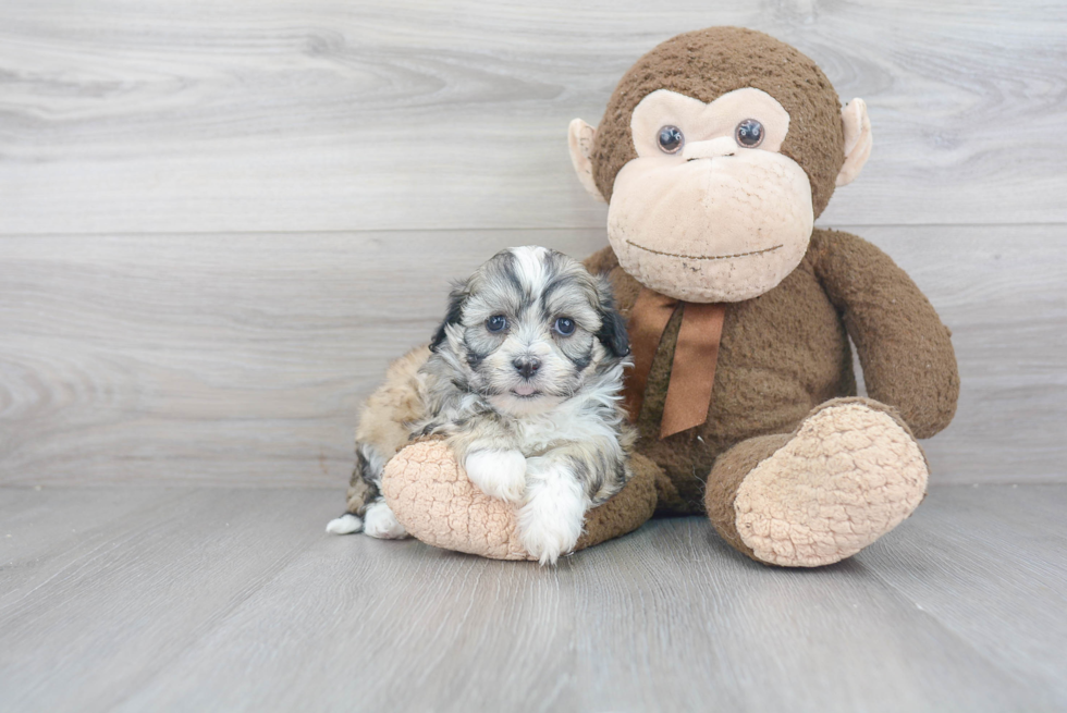 Teddy Bear Pup Being Cute