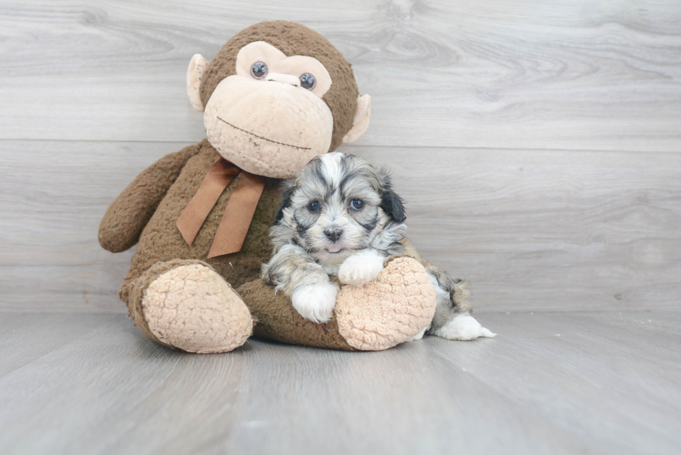 Adorable Shichon Designer Puppy