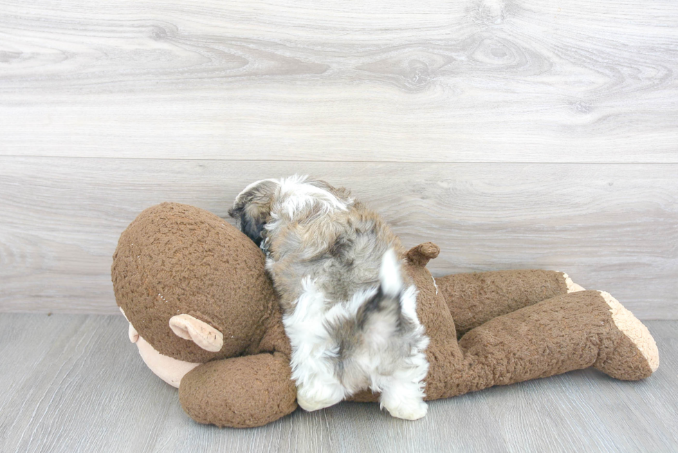 Petite Teddy Bear Designer Pup