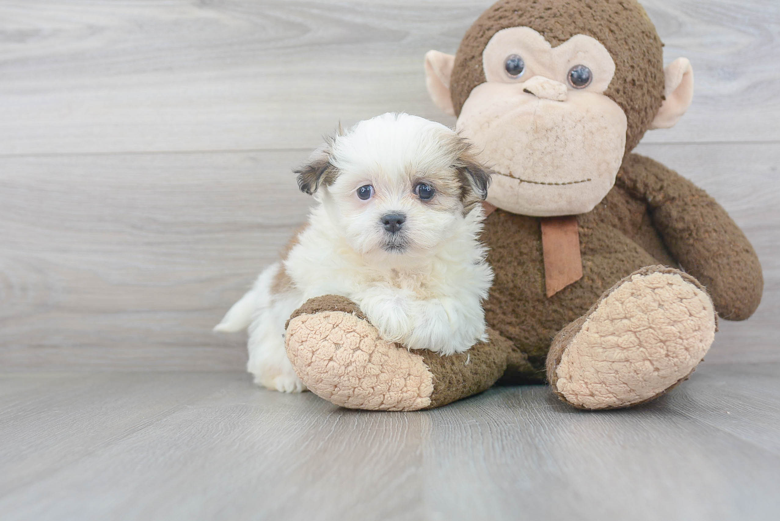 Funny Teddy Bear Designer Pup