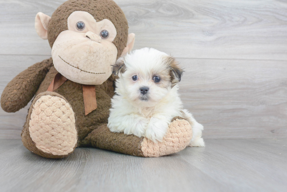 Funny Teddy Bear Designer Pup