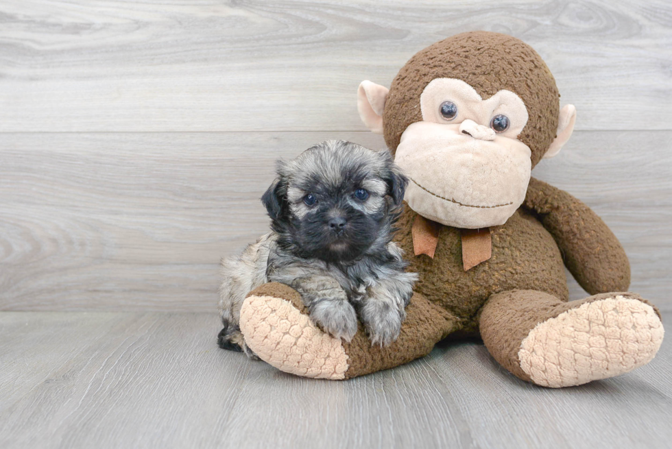 Happy Teddy Bear Baby