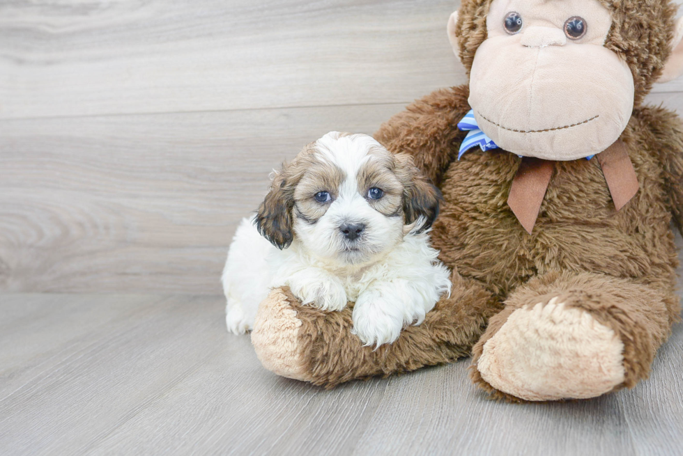 Friendly Teddy Bear Baby