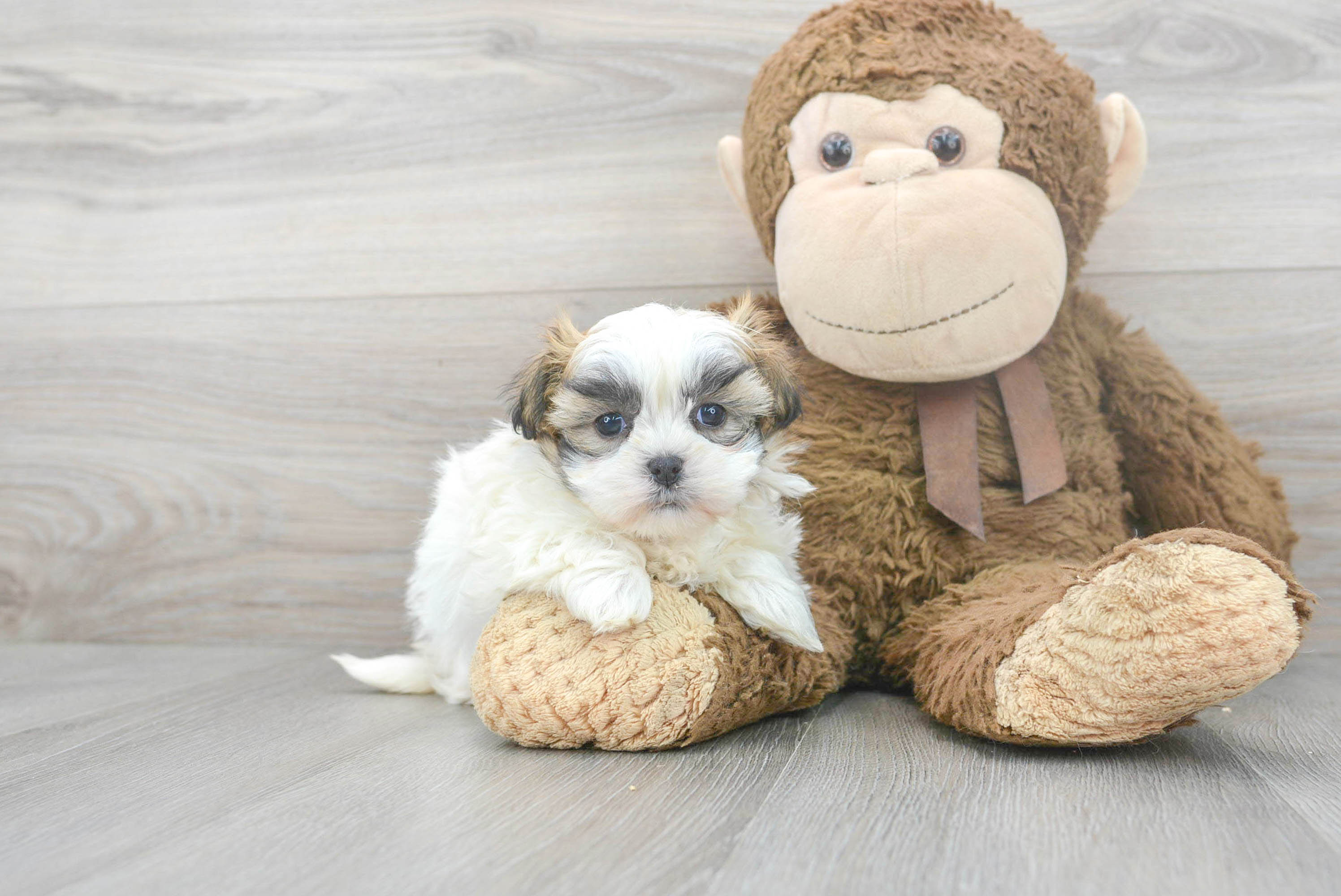 Teddy Bear Pup Being Cute