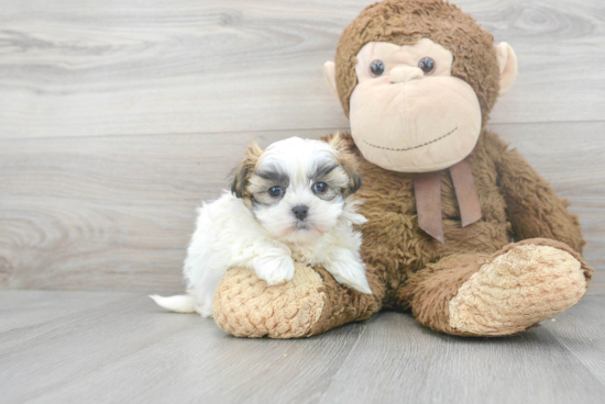 Teddy Bear Pup Being Cute