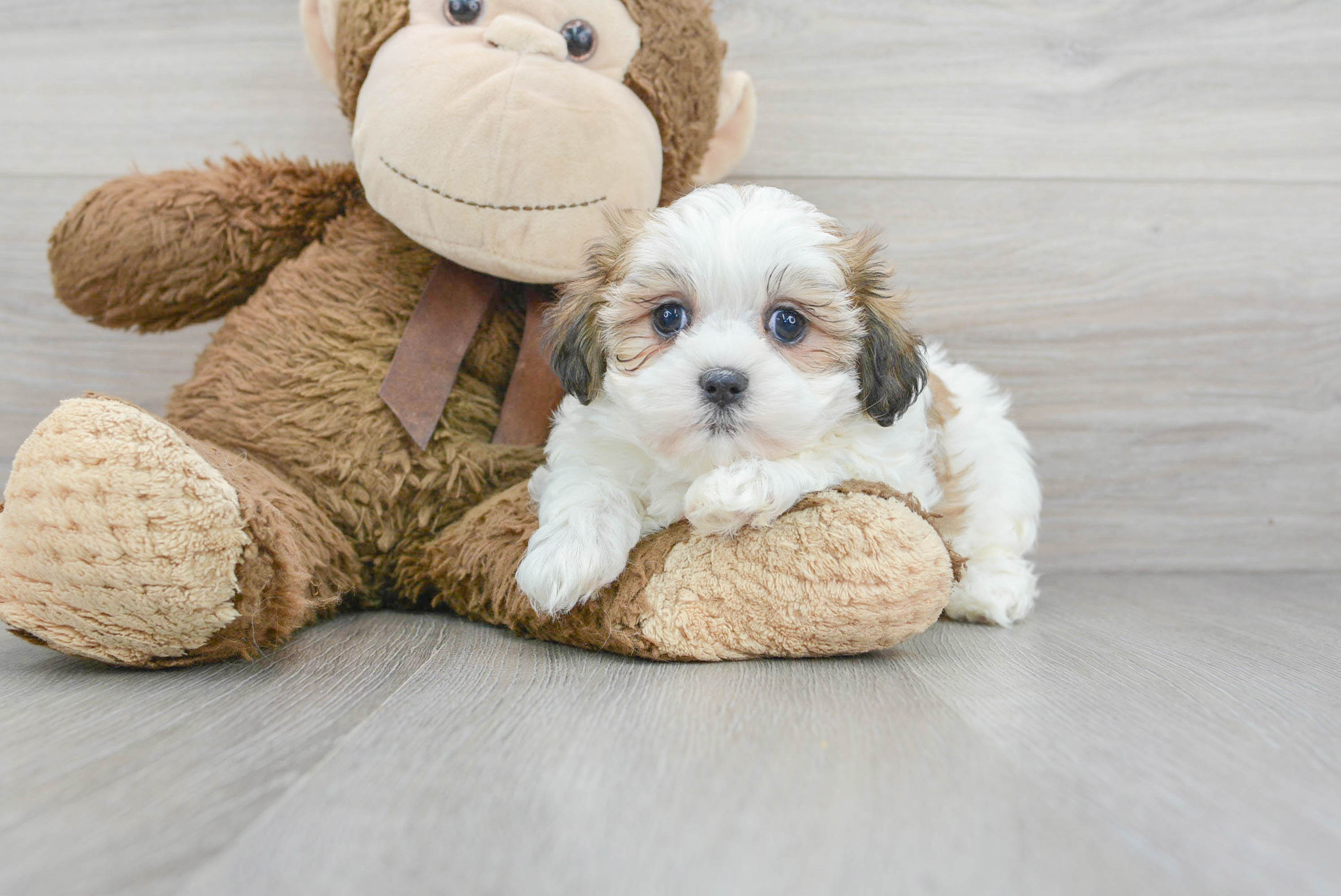 Teddy Bear Pup Being Cute