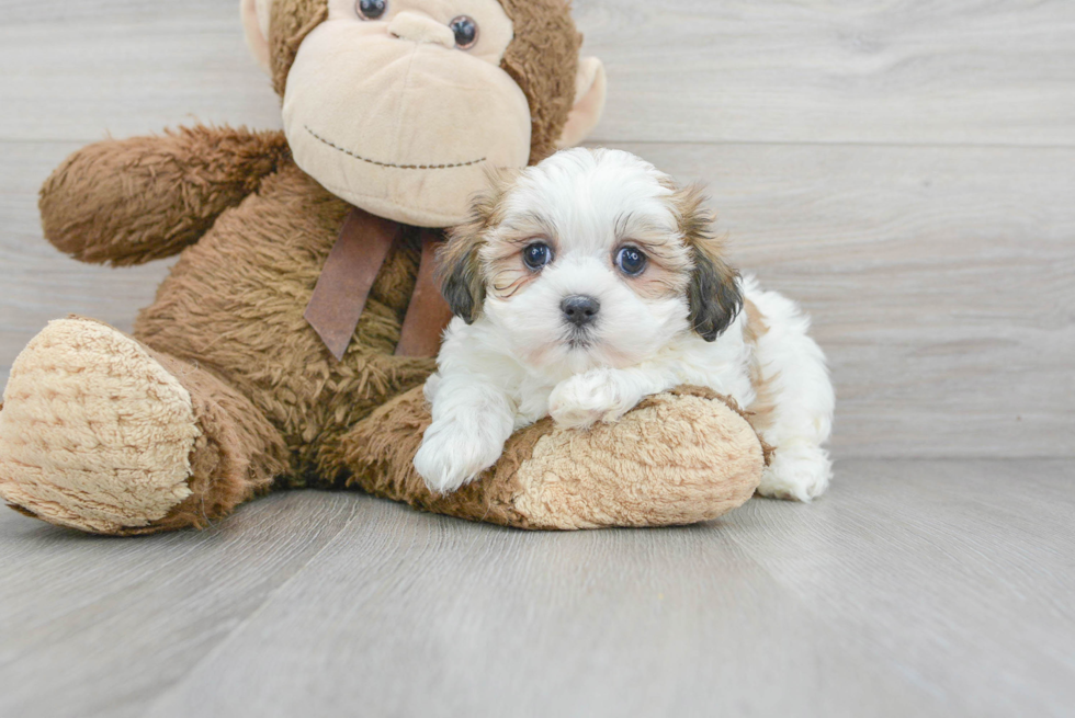 Teddy Bear Pup Being Cute