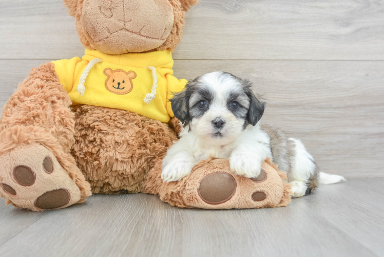 Smart Teddy Bear Designer Pup