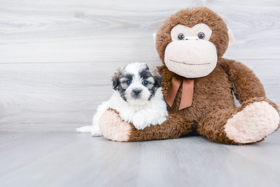 Teddy Bear Pup Being Cute