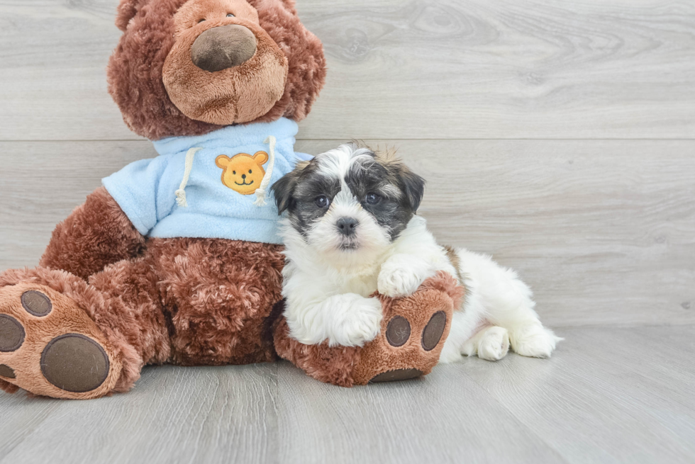 Best Teddy Bear Baby