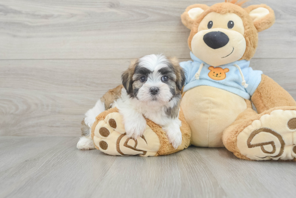 Petite Teddy Bear Designer Pup