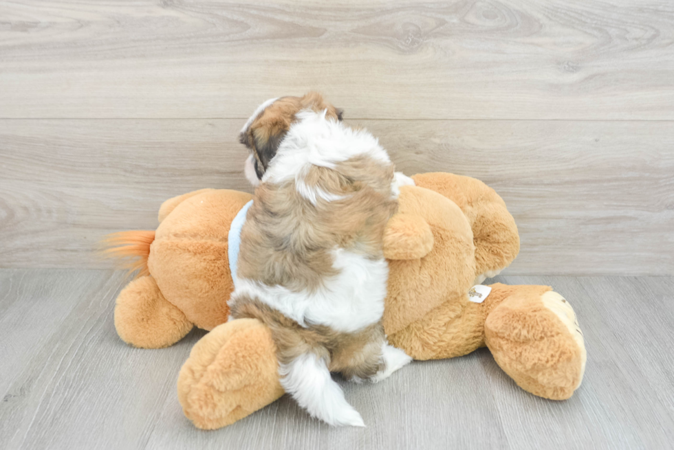 Teddy Bear Pup Being Cute