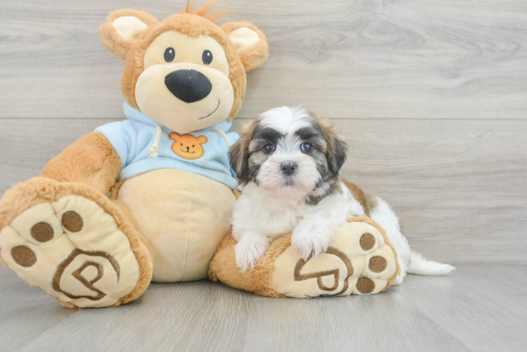 Funny Teddy Bear Designer Pup