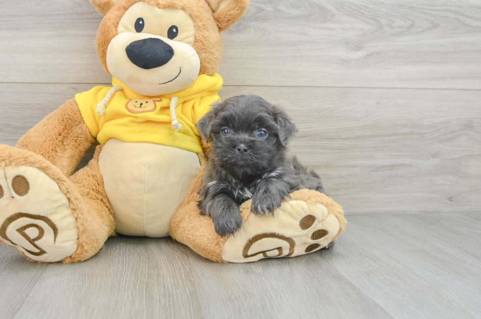 6 week old Teddy Bear Puppy For Sale - Premier Pups