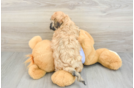 Smart Teddy Bear Designer Pup