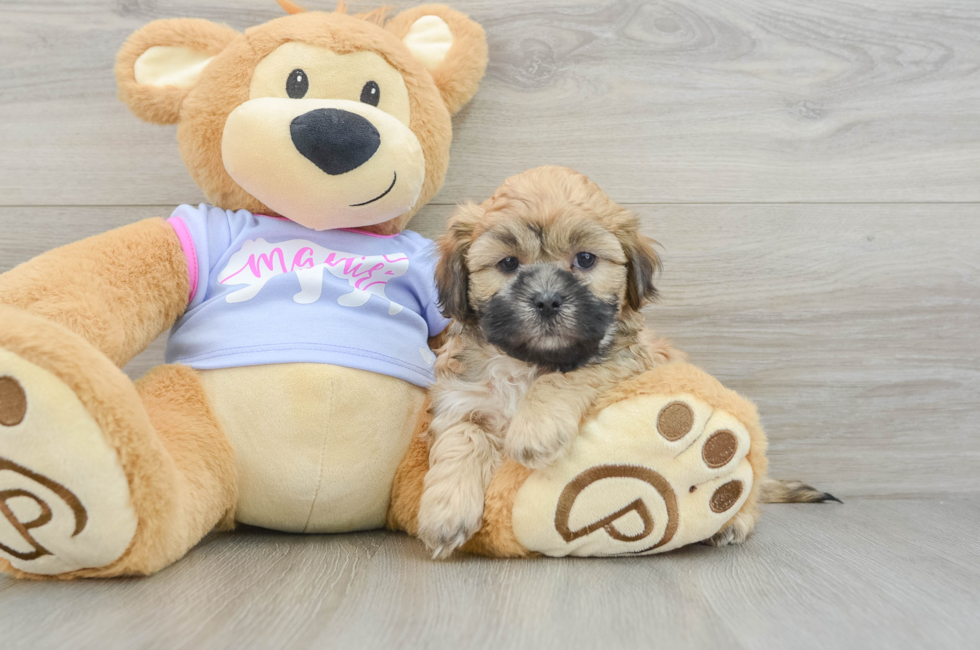 7 week old Teddy Bear Puppy For Sale - Premier Pups