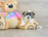 5 week old Teddy Bear Puppy For Sale - Premier Pups