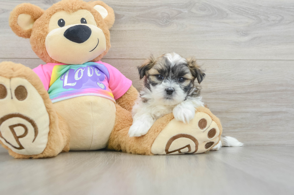 6 week old Teddy Bear Puppy For Sale - Premier Pups