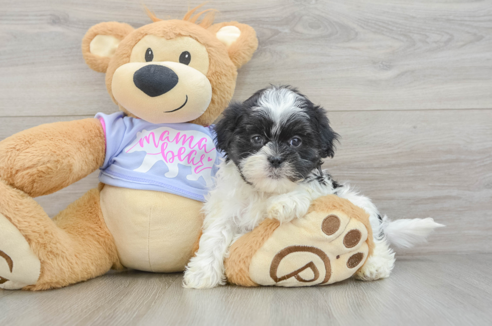 6 week old Teddy Bear Puppy For Sale - Premier Pups