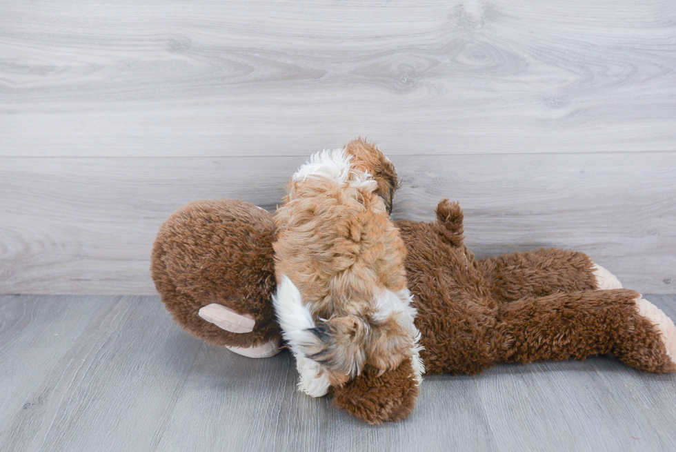 Teddy Bear Pup Being Cute