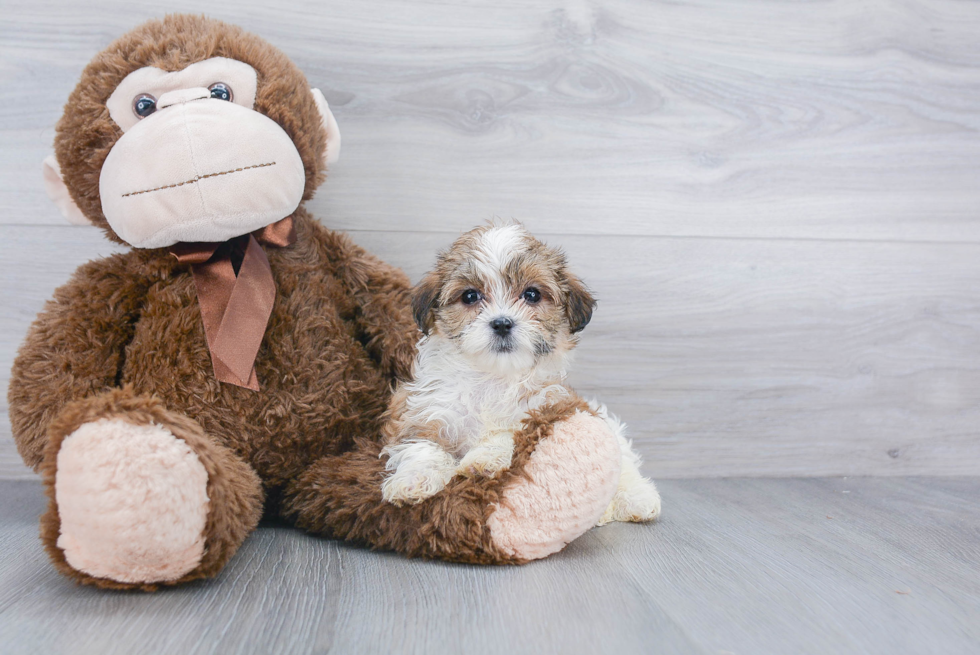 Funny Teddy Bear Designer Pup