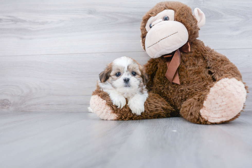 Friendly Teddy Bear Baby