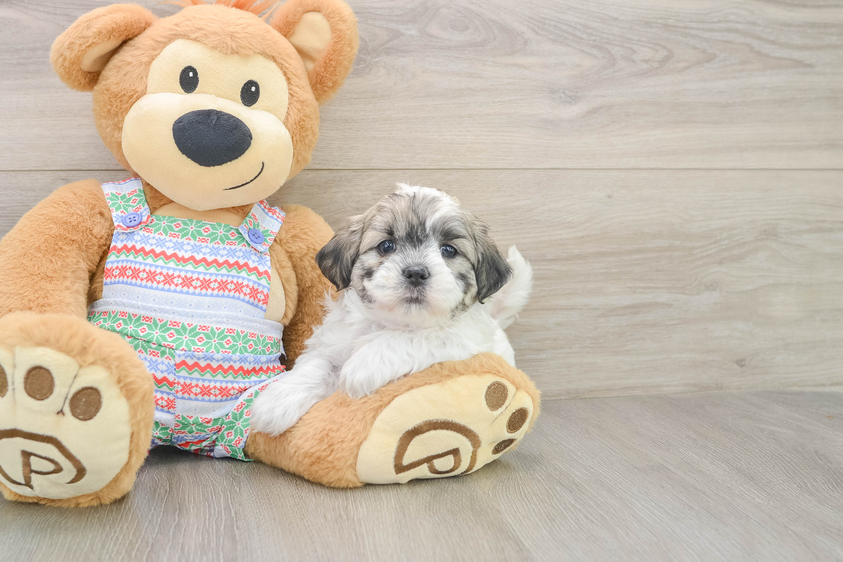 Smart Teddy Bear Designer Pup