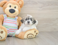 5 week old Teddy Bear Puppy For Sale - Premier Pups