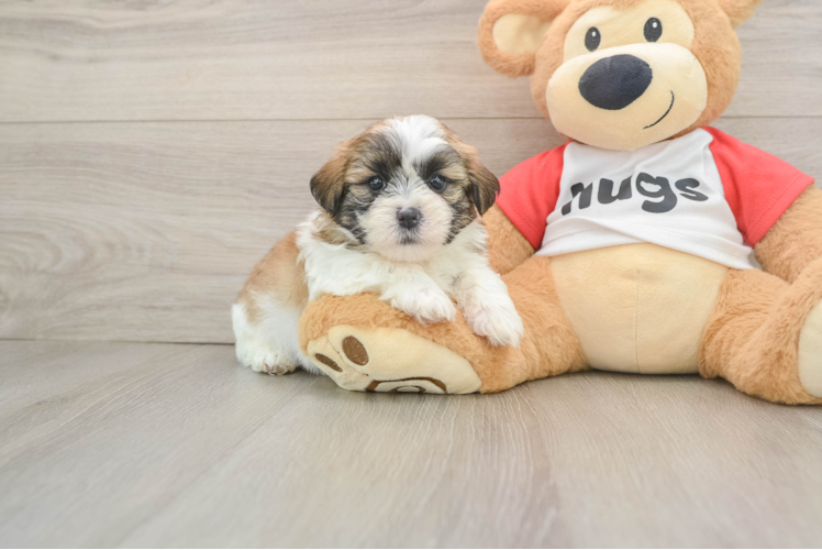 Teddy Bear Pup Being Cute