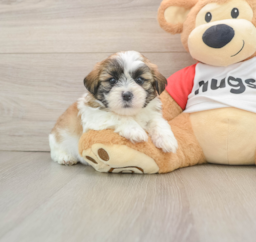 5 week old Teddy Bear Puppy For Sale - Premier Pups