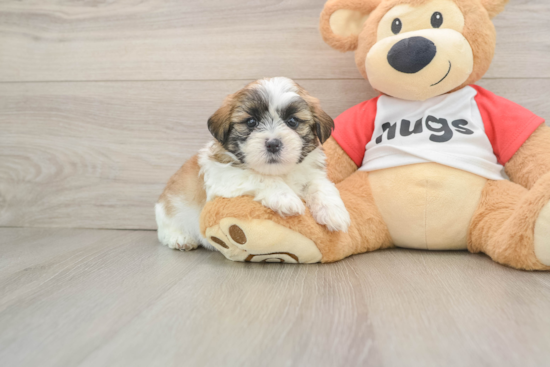 Teddy Bear Pup Being Cute