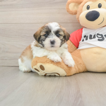 Teddy Bear Pup Being Cute