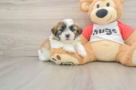 Teddy Bear Pup Being Cute