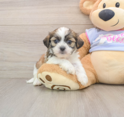 5 week old Teddy Bear Puppy For Sale - Premier Pups