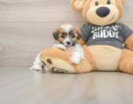 7 week old Teddy Bear Puppy For Sale - Premier Pups