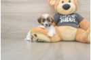 Teddy Bear Pup Being Cute