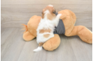 Energetic Shichon Designer Puppy