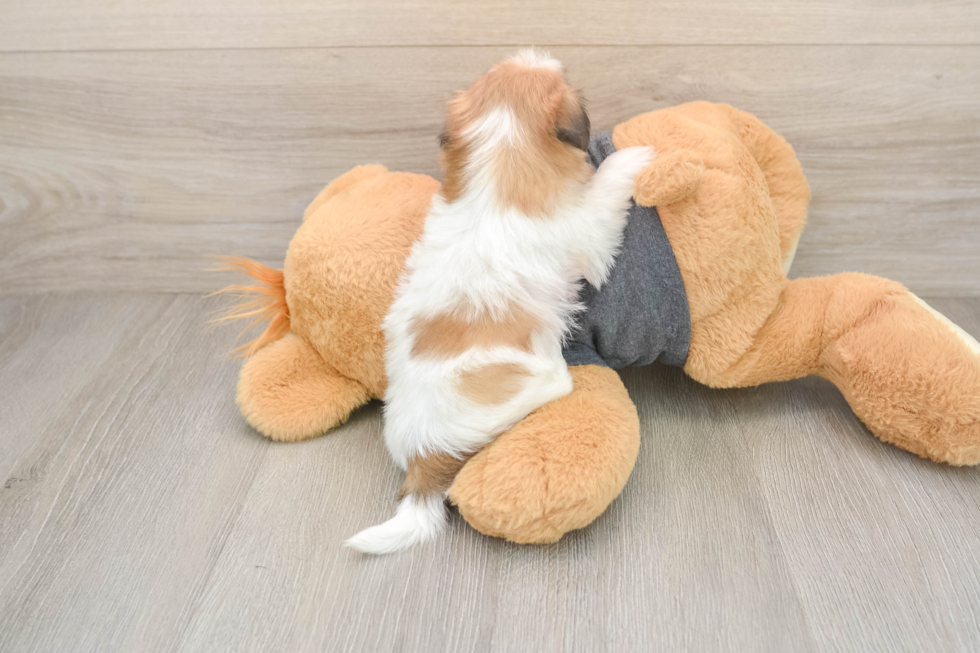 Energetic Shichon Designer Puppy