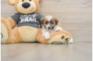 Funny Teddy Bear Designer Pup