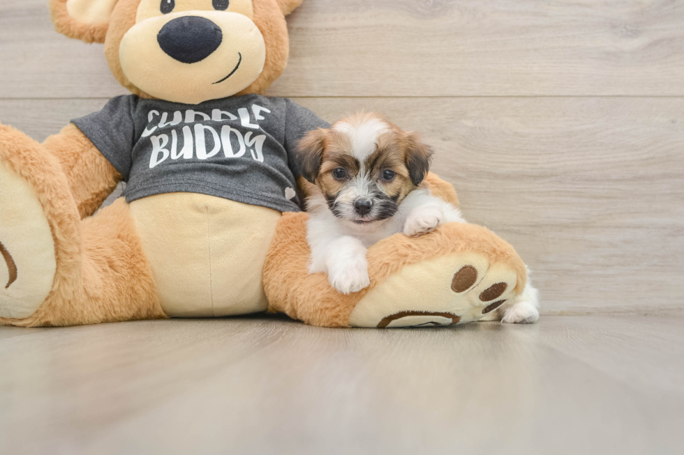 Funny Teddy Bear Designer Pup