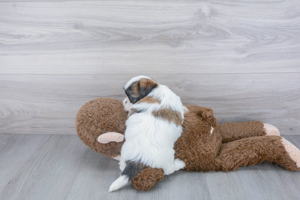 Teddy Bear Pup Being Cute