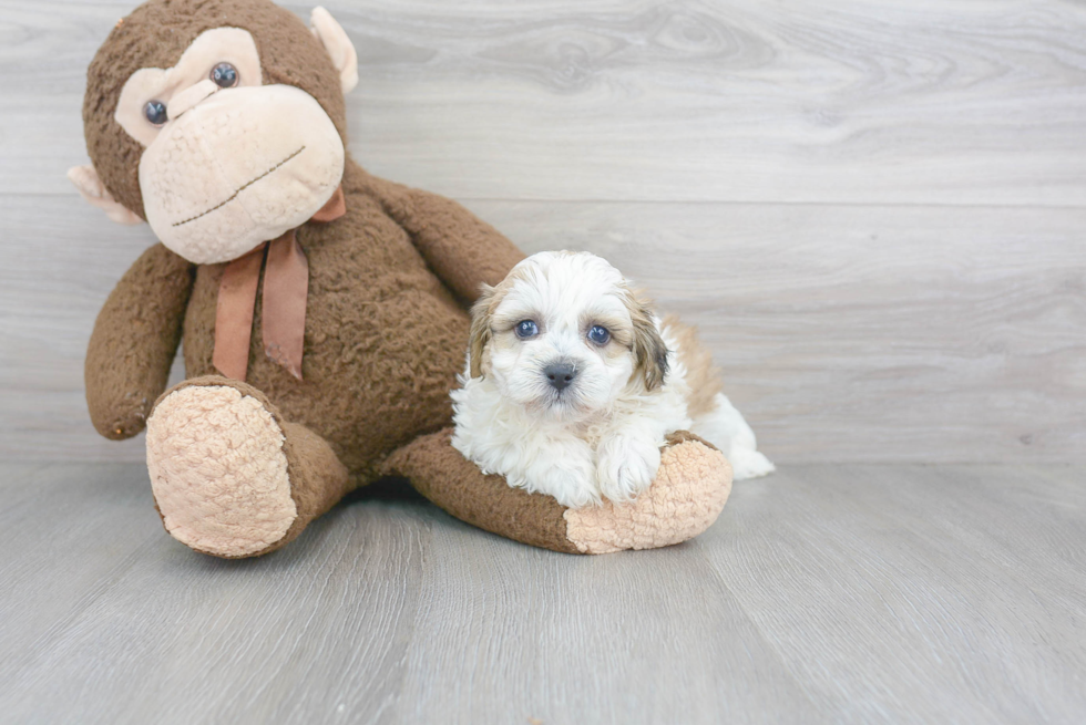 Teddy Bear Pup Being Cute