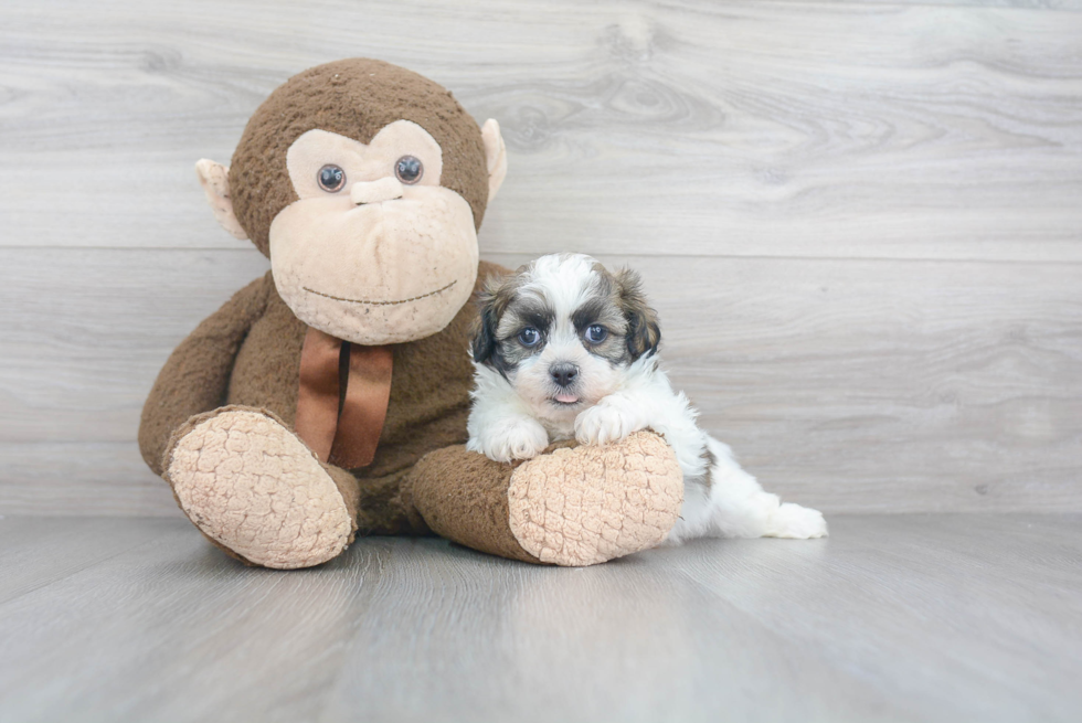 Teddy Bear Pup Being Cute