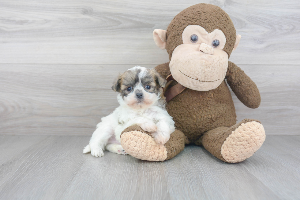 Teddy Bear Pup Being Cute