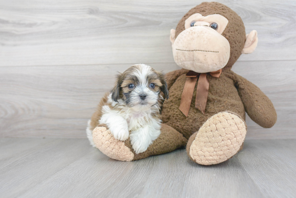 Teddy Bear Pup Being Cute