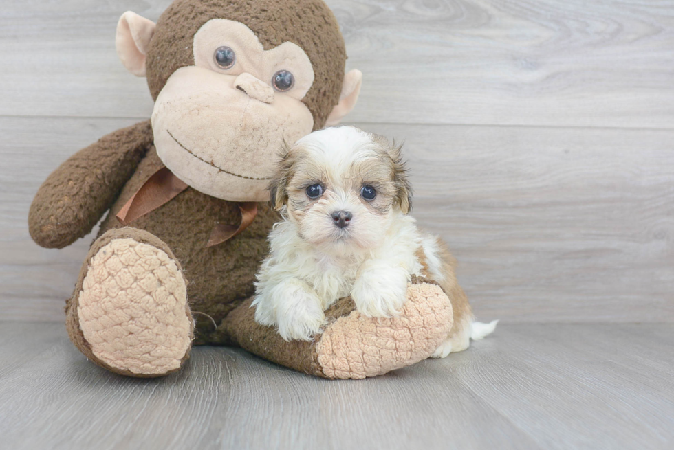 Adorable Shichon Designer Puppy