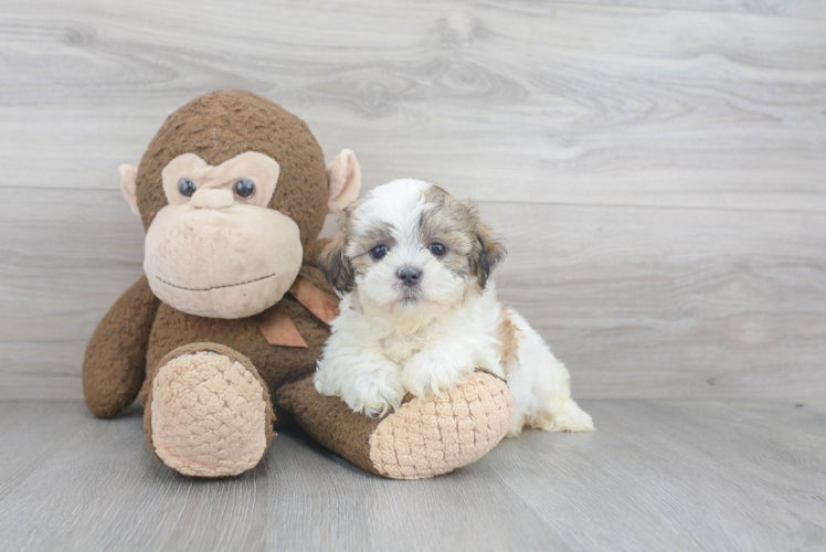 Popular Teddy Bear Designer Pup