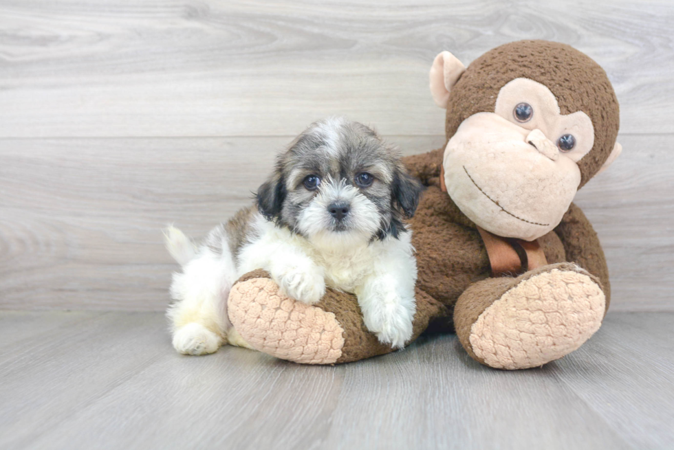 Smart Teddy Bear Designer Pup